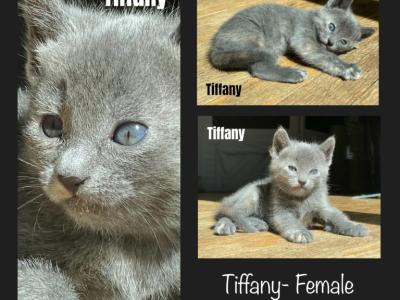 Tiffany - American Shorthair - Gallery Photo #1