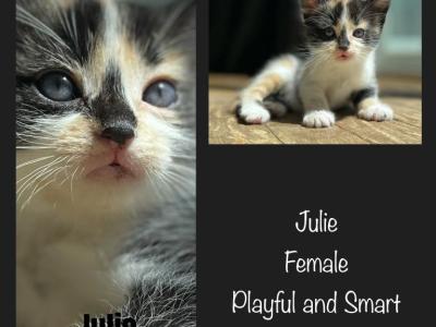 Julie - American Shorthair - Gallery Photo #1