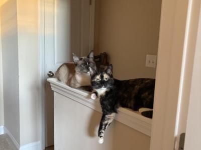 Saloom And Katkoota - Siamese - Gallery Photo #1