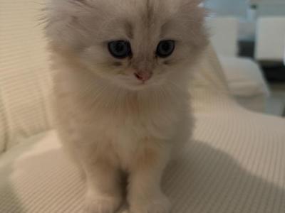 White Scottish Fold - Scottish Fold - Gallery Photo #1