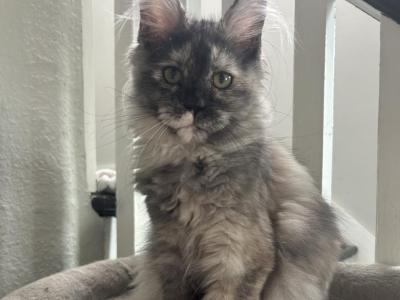 Gwen Poly Silver Torti - Maine Coon - Gallery Photo #1