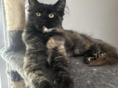 Fawn Dark Torti - Maine Coon - Gallery Photo #1