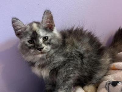 Harmony Sliver Torbi - Maine Coon - Gallery Photo #1