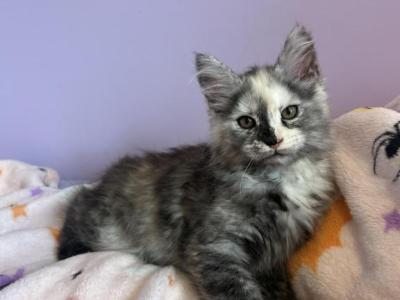 Hazel Silver Torbi - Maine Coon - Gallery Photo #1