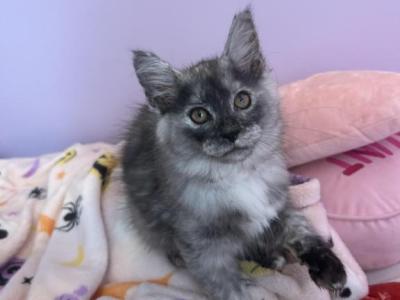 Hope Silver Smoke - Maine Coon - Gallery Photo #1