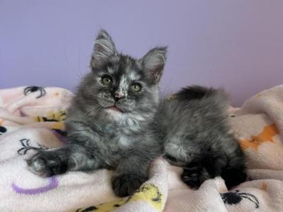 Harley Silver Torbi - Maine Coon - Gallery Photo #1