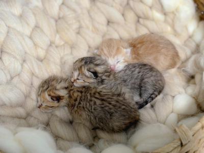 Litter Of Papered British Shorthair And Longhair K - British Shorthair - Gallery Photo #1