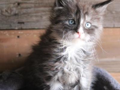 Eve Black Smoke - Maine Coon - Gallery Photo #1