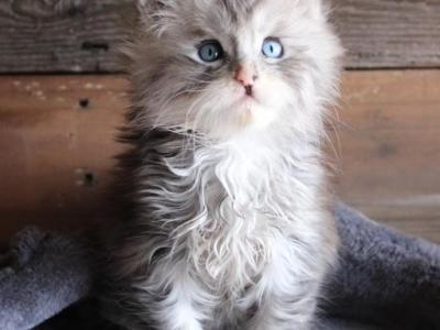 Adam Silver Tabby - Maine Coon - Gallery Photo #1