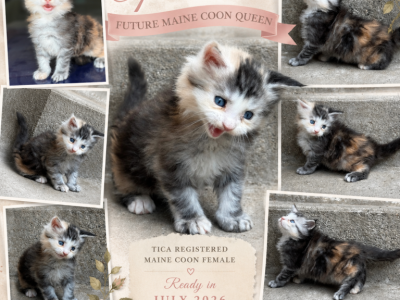 Opossum - Maine Coon - Gallery Photo #1