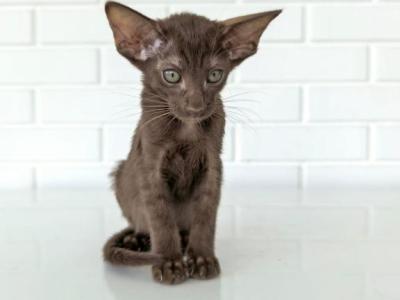 Oriental Shorthair Yellow Collar Female - Oriental - Gallery Photo #1