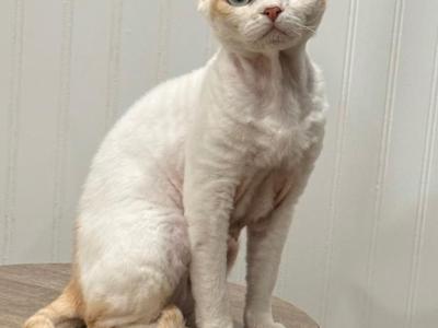Tima - Devon Rex - Gallery Photo #1