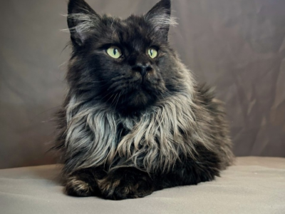 Maine Coon Studs - Maine Coon - Gallery Photo #1