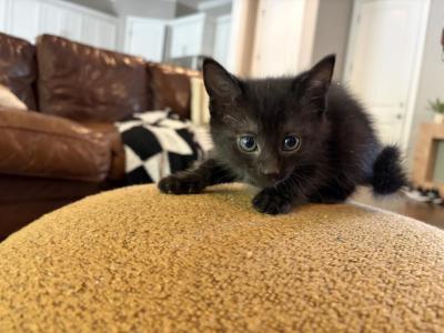 TBD - Polydactyl - Gallery Photo #1