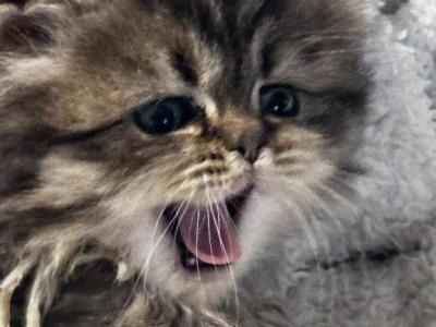 RESERVED Green Jasper - Persian - Gallery Photo #1