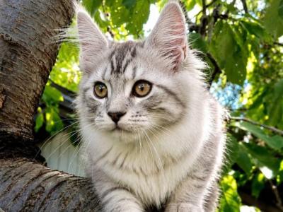 Silver Maine Coon Www Lynxrunecode Com - Maine Coon - Gallery Photo #1