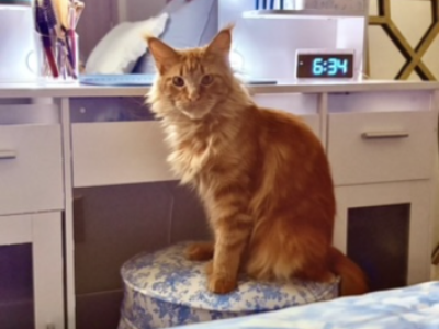 Peach - Maine Coon - Gallery Photo #1