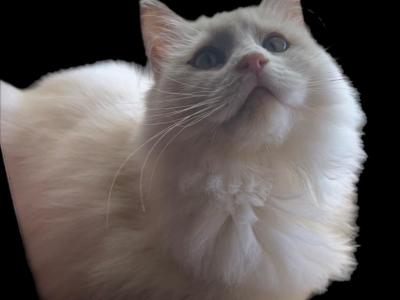 Kats Ravishing Ragdolls Summer Litter - Ragdoll - Gallery Photo #1