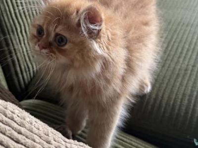 Persian Kittens - Persian - Gallery Photo #1