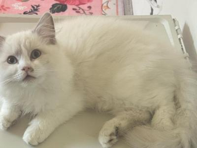Future STUD Kats Ravishing Ragdolls Lilac Bicolor - Ragdoll - Gallery Photo #1