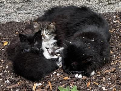 Farm Manx Kittens - Manx - Gallery Photo #1