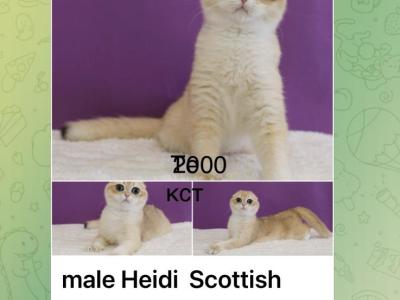 Heidi - Scottish Fold - Gallery Photo #1
