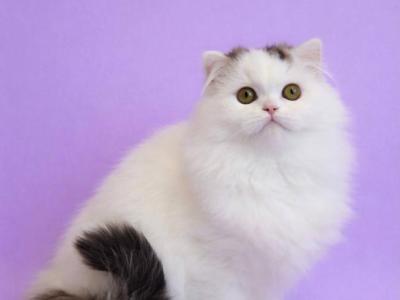 Una - Scottish Fold - Gallery Photo #1