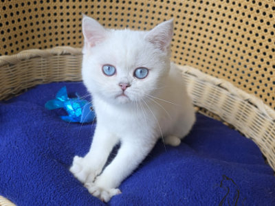 Aurora - Scottish Straight - Gallery Photo #1