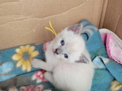 Blue Point Girl Yellow Collar - Siamese - Gallery Photo #1
