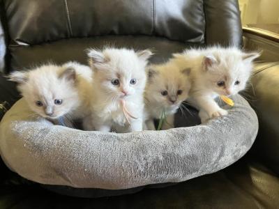 Rumi's Litter All Reserved - Ragdoll - Gallery Photo #1