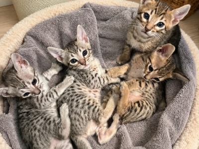Princess And Jasper - Savannah - Gallery Photo #1