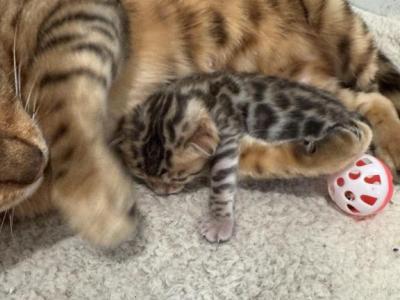 Martini & Thor - Bengal - Gallery Photo #1