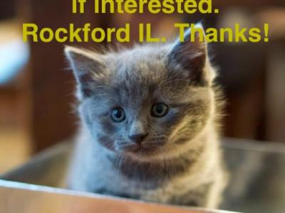 Cute Kittens - Russian Blue - Gallery Photo #1
