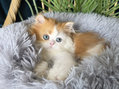 Cubby - British Shorthair - Gallery Photo #1