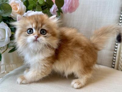British Golden Longhair Female - British Shorthair - Gallery Photo #1