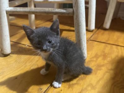 Little Darling Girl Manx - Manx - Gallery Photo #1