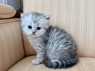 British Silver Tabby Longhair Female - British Shorthair - Gallery Photo #1
