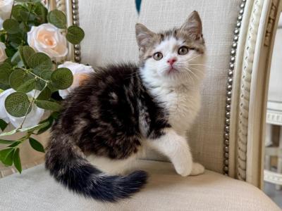 British Shorthair Bicolor Male - British Shorthair - Gallery Photo #1