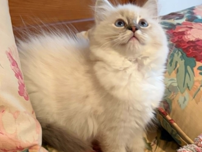 Hyperion Ragdolls Bi Color Litter - Ragdoll - Gallery Photo #1