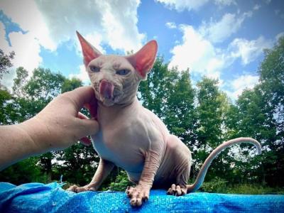Lexi - Sphynx - Gallery Photo #1