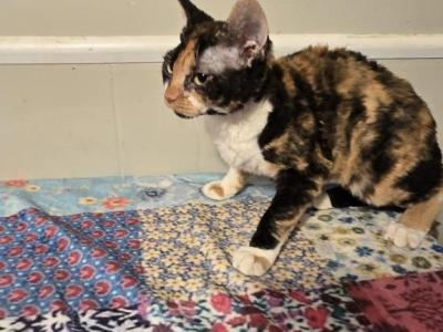 Patches - Devon Rex - Gallery Photo #1