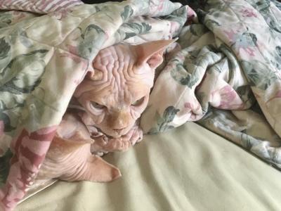 Boss - Sphynx - Gallery Photo #1