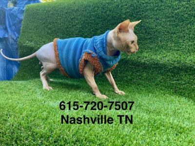 Leo - Sphynx - Gallery Photo #1