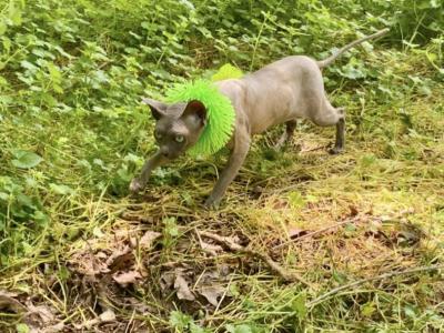 Blue - Sphynx - Gallery Photo #1