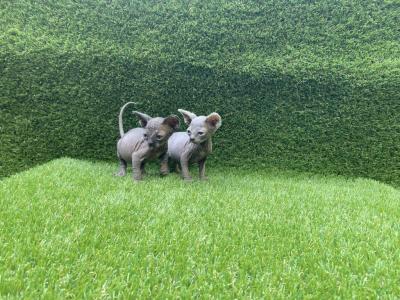 Blue Girl - Sphynx - Gallery Photo #1