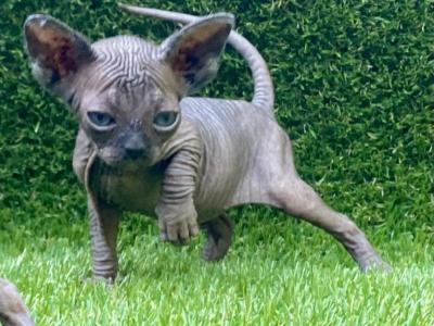 Black - Sphynx - Gallery Photo #1