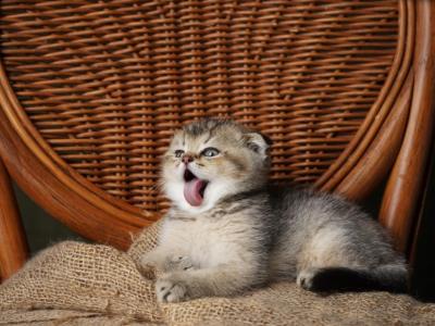Cooper - Scottish Fold - Gallery Photo #1