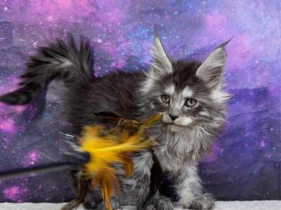 Sinon Litter Smokes - Maine Coon - Gallery Photo #1