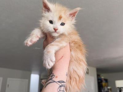 Nyans Litter - Maine Coon - Gallery Photo #1