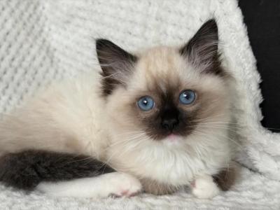 TICA Adorable Ragdoll Girl Seal Point Mitted - Ragdoll - Gallery Photo #1